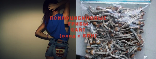 стаф Алзамай